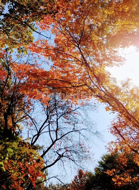 가을,단풍,낙엽,햇살,물들다,가을,계절,fall,autumn,season,tree,나무,plant,식물,leaf,잎,maple
