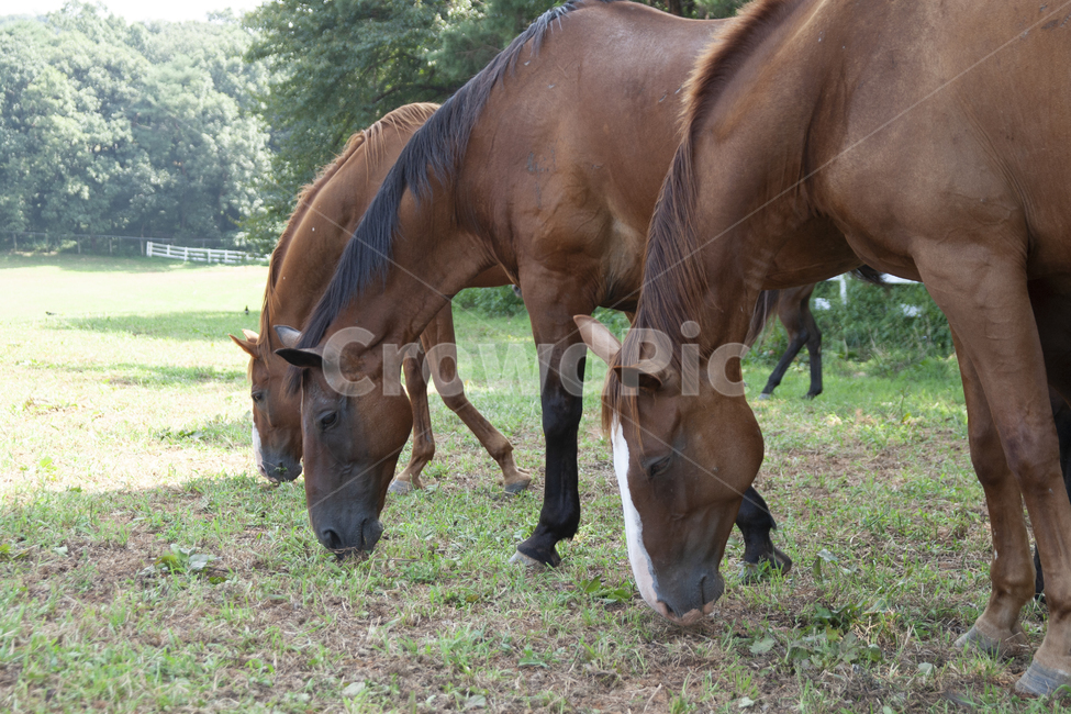 nature,자연,outdoors,옥외,포유류,동물,animal,말,horse,목초지,동물,animal,포유류,mammal