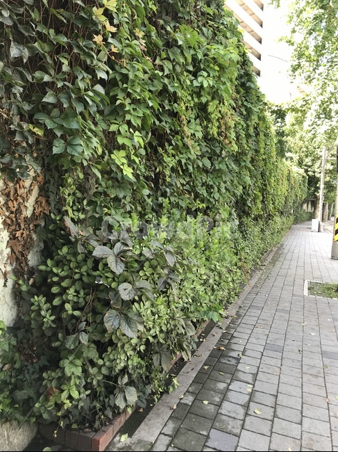 담쟁이,도로,풍경,자연,여름,골목길,alley,식물,자연,plants,nature,outdoors,옥외,flagstone,판석