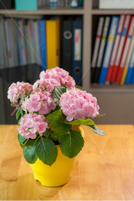 plant,식물,blossom,flower,꽃,수국,핑크,분홍,화분,책장,식물,자연,plants,nature,꽃,flower