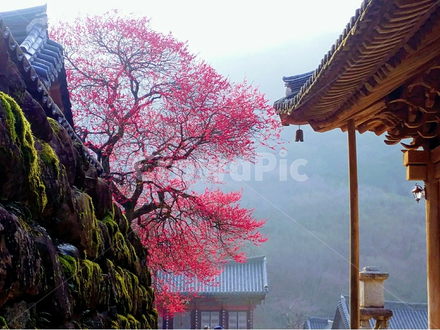 홍매화,봄,풍경,구례,화엄사,한국전통,한국문화,korean traditional,korean culture,건축물,건물외관,exterior,building,structure,architecture,construction