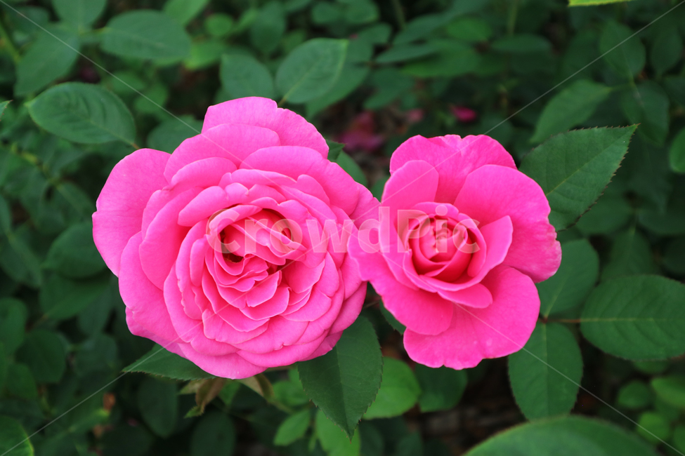 blossom,flower,꽃,rose,장미,plant,식물,식물,자연,plants,nature,꽃,flower