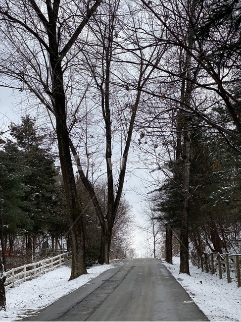 서삼능길,눈,눈내린길,산책로,겨울산책로,도로,road,나무,plant,식물
