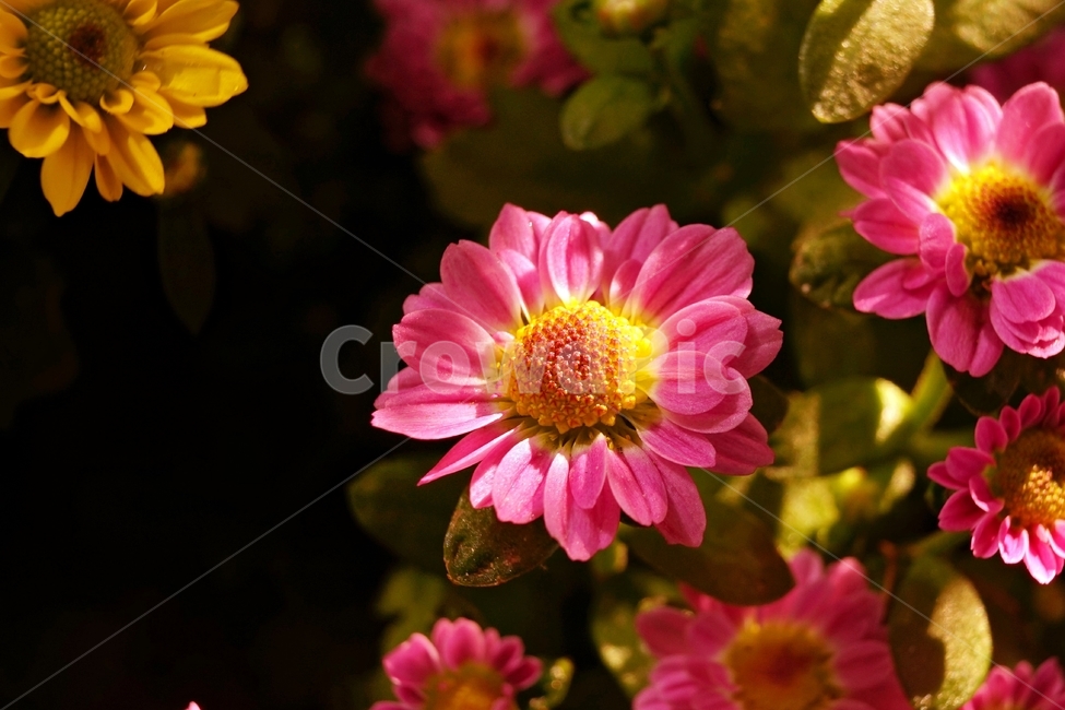 꽃,자연,아름다움,식물,nature,bloom,plant,분홍,노랑,꽃잎,향기,beautiful,flower,식물,자연,plants,nature,꽃,flower