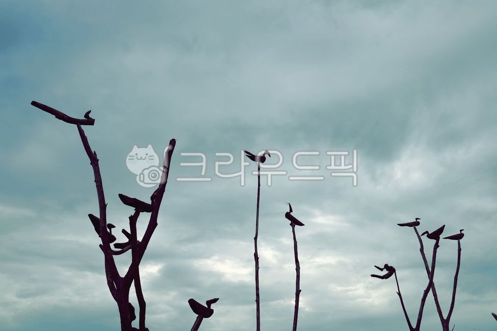 하늘, 솟대, 나무, 고목, 나무오리, 사진,이미지,일러스트,캘리그라피 - Ngaettano작가