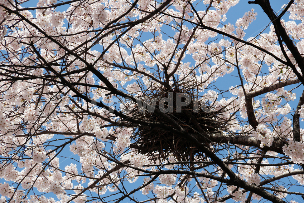 사쿠라,cherryblossom,봄,꽃,봄꽃,벚꽃,까치집