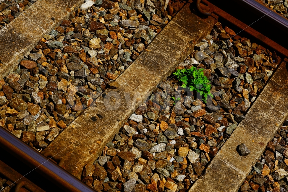 잡초,생명력,풀뿌리,기찻길,철로,선로,식물,자연,plants,nature