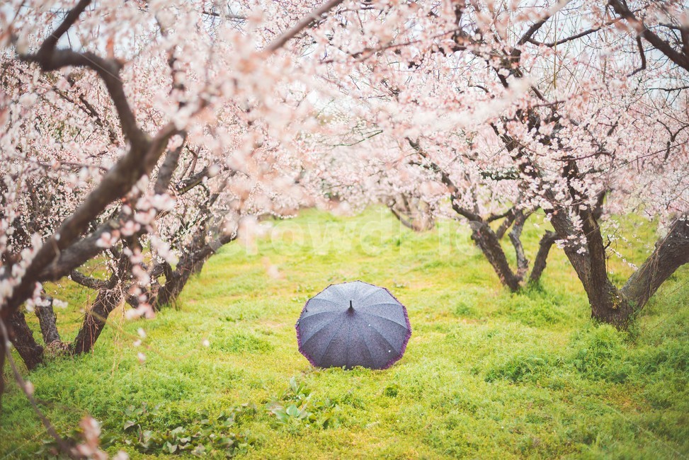 매화나무,매화꽃,우산,비오는날,꽃,봄,계절,spring,season,자연,풍경,nature,landscape,감성,sensible,feeling,비,비오는날,rain,rainy,plant,식물