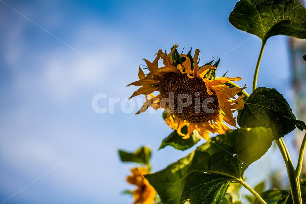 식물,해바라기,꽃,sunflower,flower