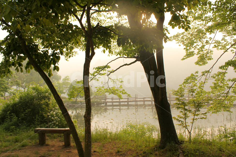 in the woods,Naminara,forest,bush,tree branch,wooden pole,sun,wooden bridge,Chuncheon,wood,darkness,Republic of Korea,Korea,bench,nature,chair,Nami Island,tree,leaf,morning,afternoon,sunlight,grass field,light,wooden,sunset,plant,silhouette,dawn,bridge,fe