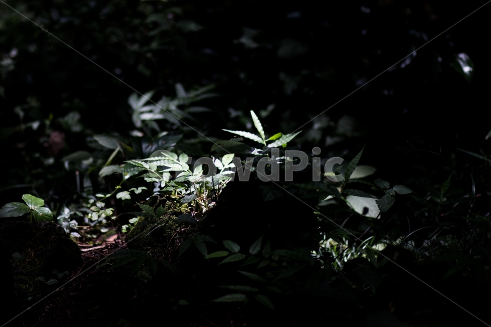 제주도,숲,판매,빛,어둠,식물,자연,plants,nature