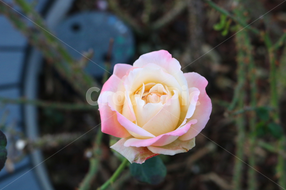 장미,꽃,장미꽃,나무,식물,원예종,관상용,식물,자연,plants,nature,꽃,flower