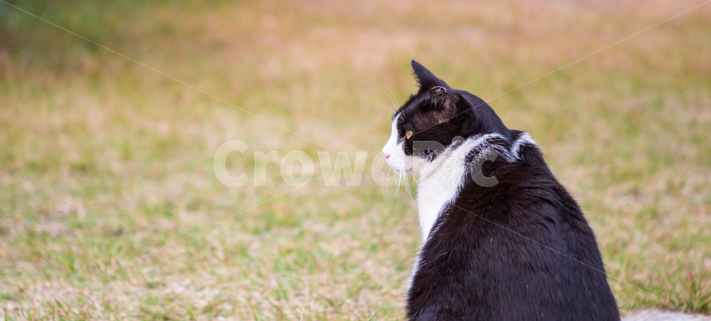 고양이,cat,길고양이,동물,animal,포유류,반려동물,애완동물,동물,animal,포유류,mammal,고양이,cat,kitten,kitty