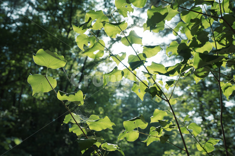 plant,식물,leaf,잎,tree,나무