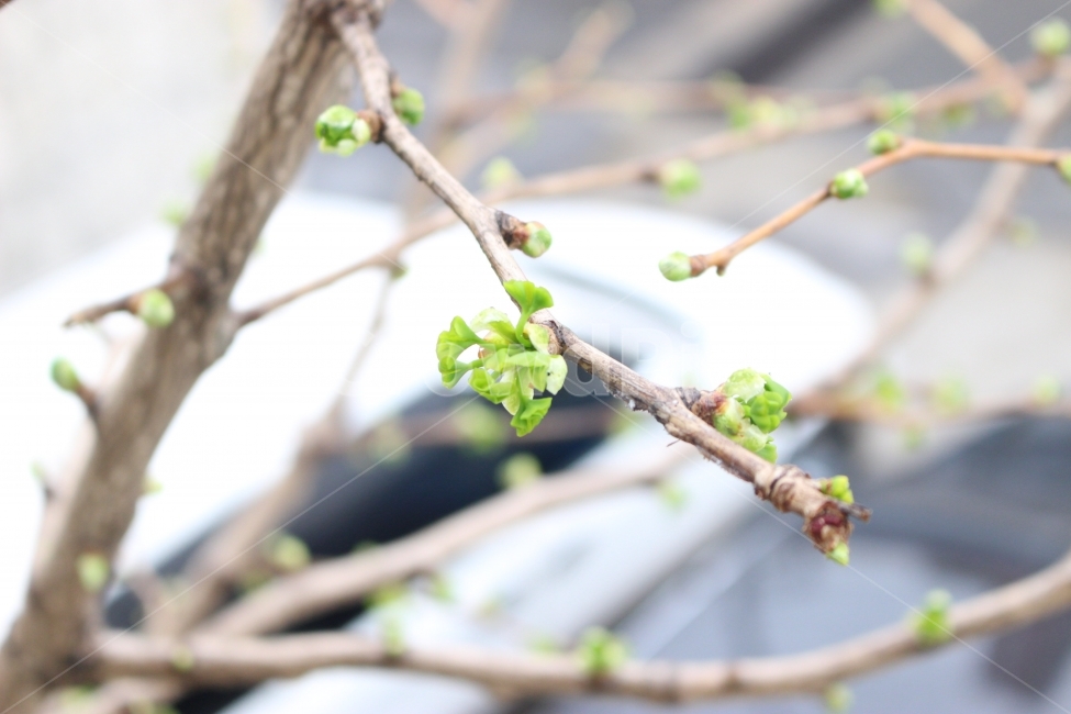 봄,새싹,학교,은행나무,어린잎,식물,자연,plants,nature