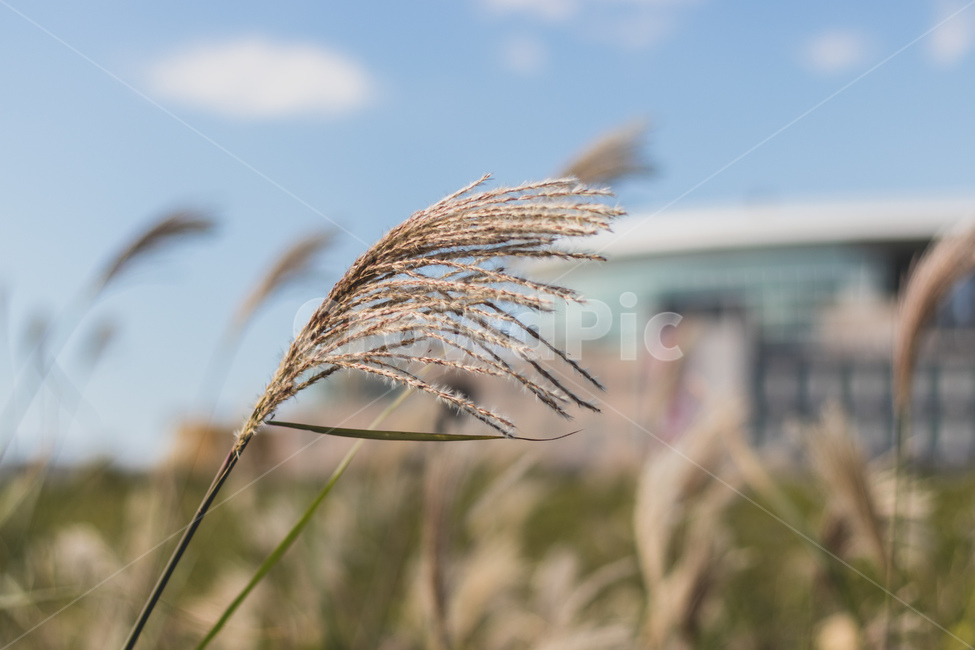 갈대밭,갈대,가을,바람,계절,감성,가을,계절,fall,autumn,season,grass,잔디,plant,식물,lawn,reed