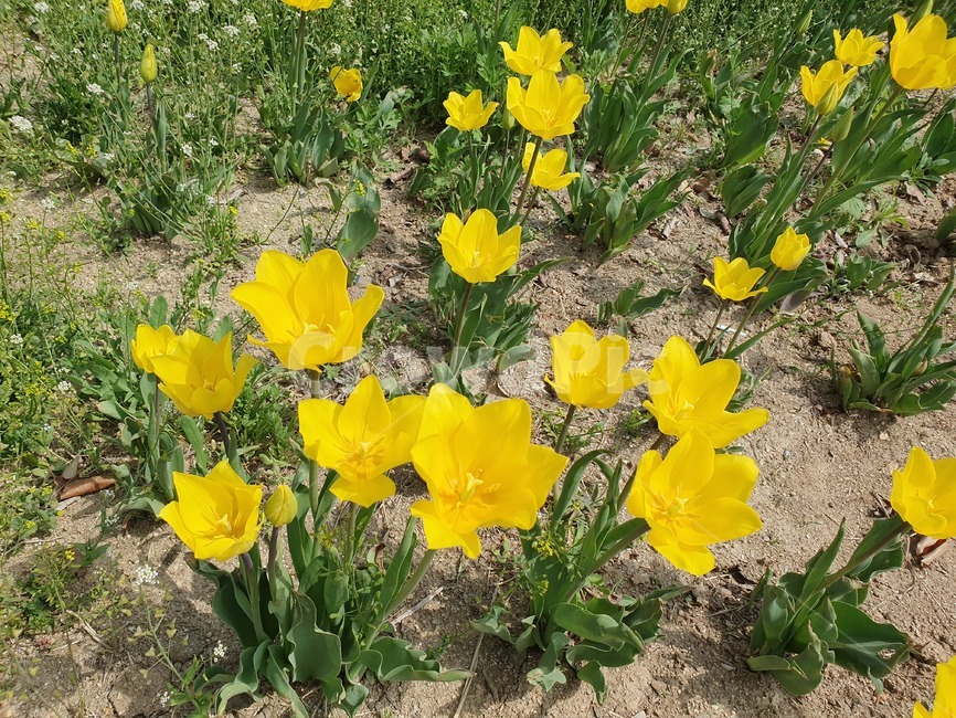 봄,노란튤립,flower,감성,plants
