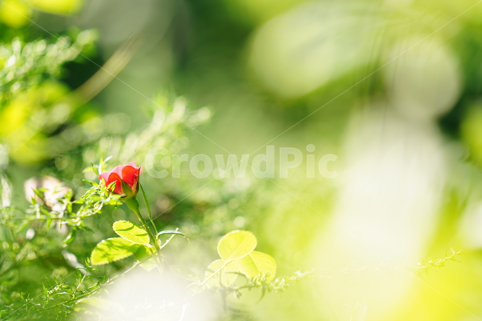 꽃,식물,생물,플라워,flower,rose,장미,plant,식물,자연,plants,nature,꽃,flower