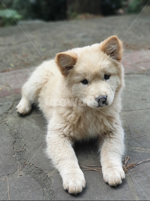 강아지,흰색강아지,아기강아지,멍멍이,댕댕이,동물,animal,포유류,mammal,개,강아지,dog,doggy