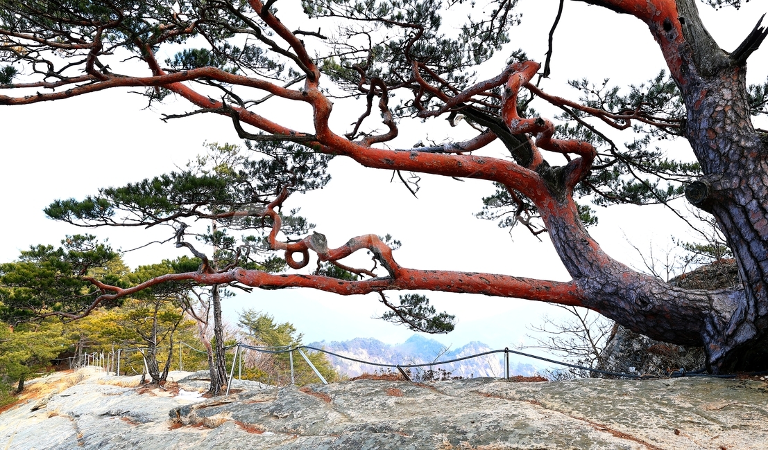 황정산,산,소나무,나무,기차바위,암릉,자연,풍경,nature,landscape