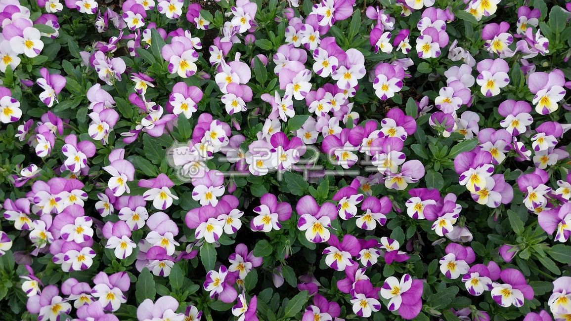 flower,꽃,purple,보라,삼색제비꽃,팬지,비올라,violatricolor,배경화면