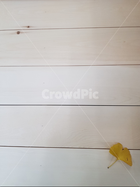 식물,잎,가구,나무,은행잎,wood,노랑