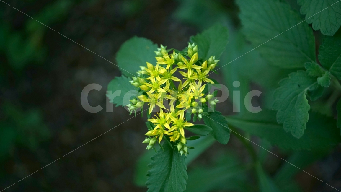 층꽃풀,마편초과,꽃,플라워,식물,자연,flower,nature,꽃사진,plants,풍경,landscape,접사,macro,봄,spring,계절,season,감성,힐링,healing,스냅,snap,식물,자연,plants,nature,꽃,flower