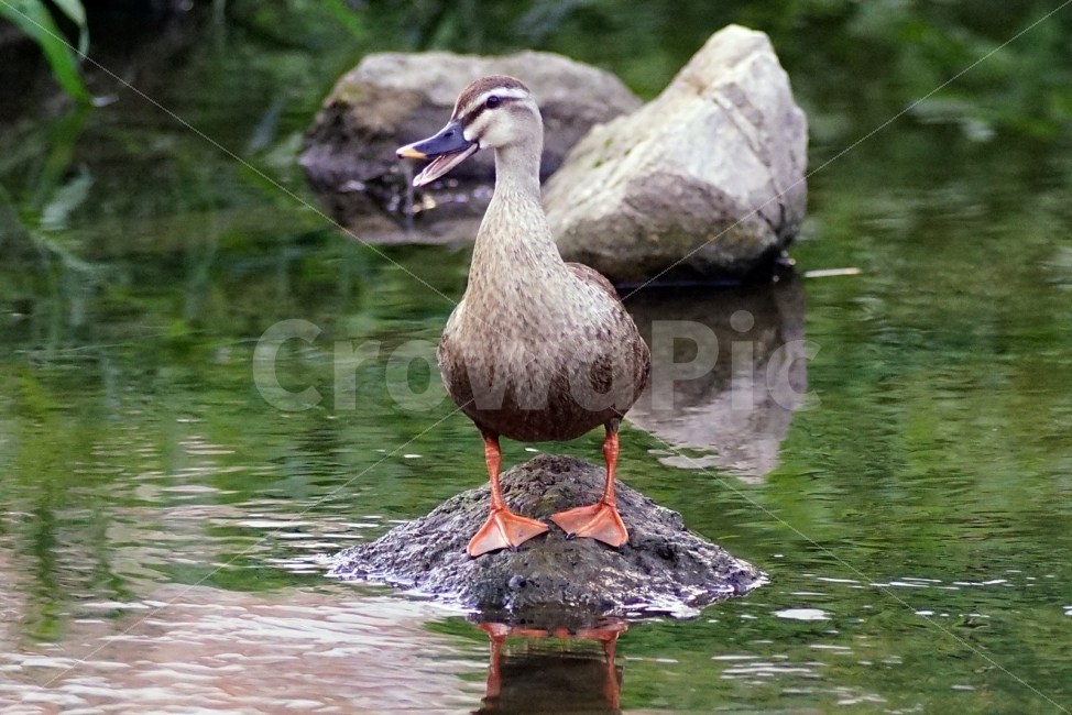 오리,조류,흰뺨검둥오리,새,물새,온천천,동물,animal,조류,새,birds