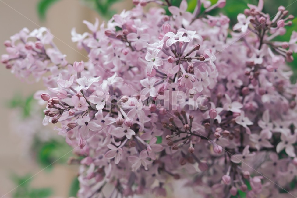 꽃,수국,풍경,봄,자연,감성사진,식물,자연,plants,nature,꽃,flower