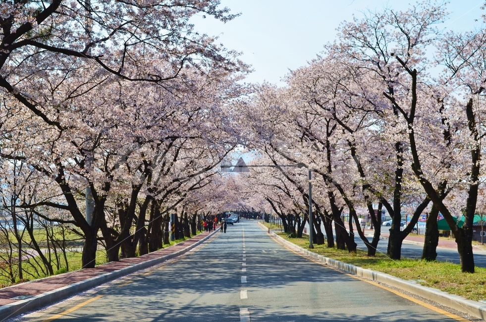 벚꽃,봄,개화,소풍,풍경,자연,풍경사진,여행,벚꽃길,나들이,꽃,자연,풍경,nature,landscape,봄,계절,spring,season,plant,식물,blossom,flower