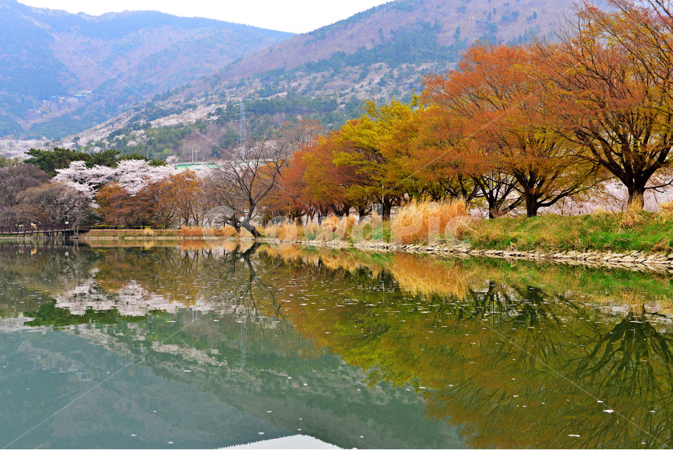 경남,창원,진해,내수면환경생태공원,공원,봄,꽃,봄꽃,벚꽃,반영,저수지,nature,자연,outdoors,옥외,plant,식물,flower,blossom,water,물,자연,풍경,nature,landscape