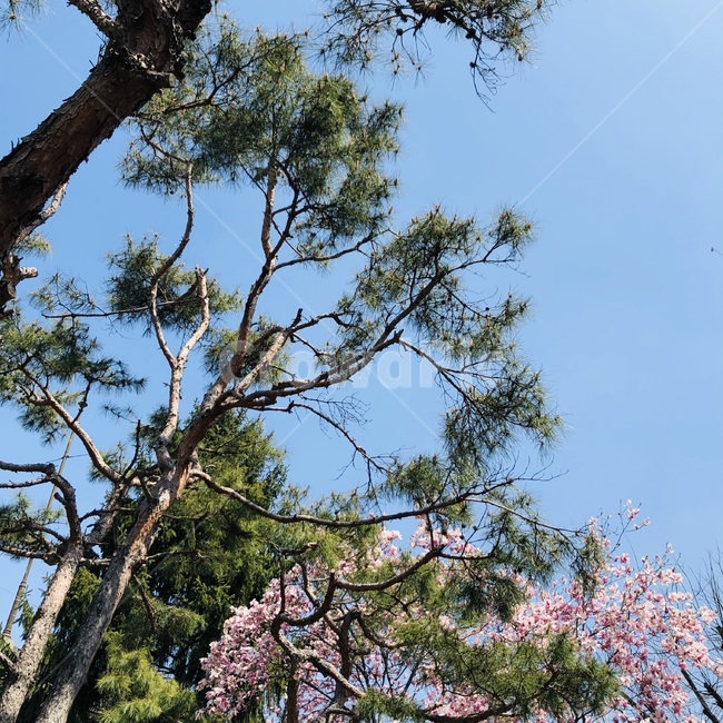 식물,나무,소나무,벚꽃,풍경