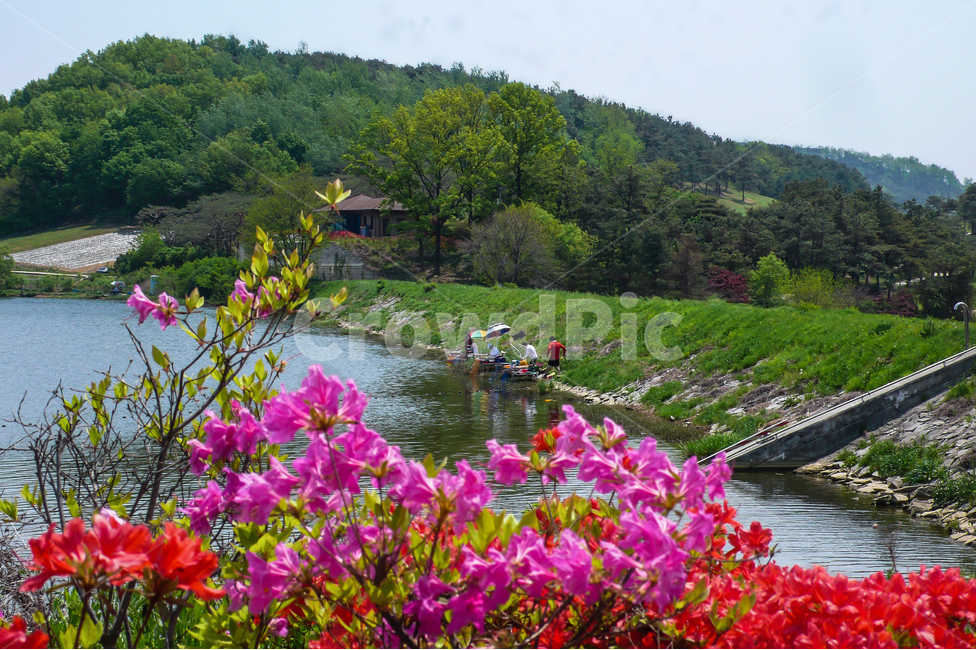 봄,꽃,진달래,계절,spring,flower,낚시,호수,저수지,자연,네츄럴,나무,산,사람,사람들,하늘,물,봄,계절,spring,season,자연,풍경,nature,landscape,식물,plants,꽃,flower