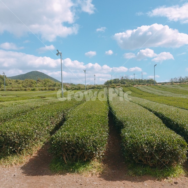 녹차,녹차밭,하늘,자연,구름,greentea,farm,sky,nature,cloud,tea,자연,풍경,nature,landscape,한국자연풍경,한국자연경관,korea nature landscape