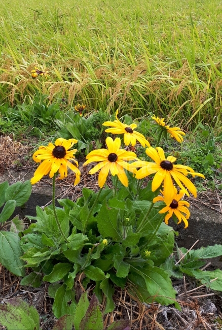 꽃,가을,벼,노랑,식물,식물,자연,plants,nature,꽃,flower