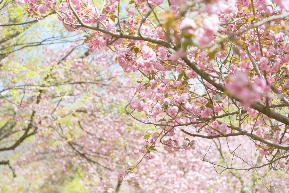 왕벚꽃,벚꽃,꽃,봄,만개,blossom,cherryblossoms,thekingcherryblossom,flower,spring,봄,계절,spring,season,식물,자연,plants,nature,꽃,flower,감성,sensible,feeling,plant,cherry blossom