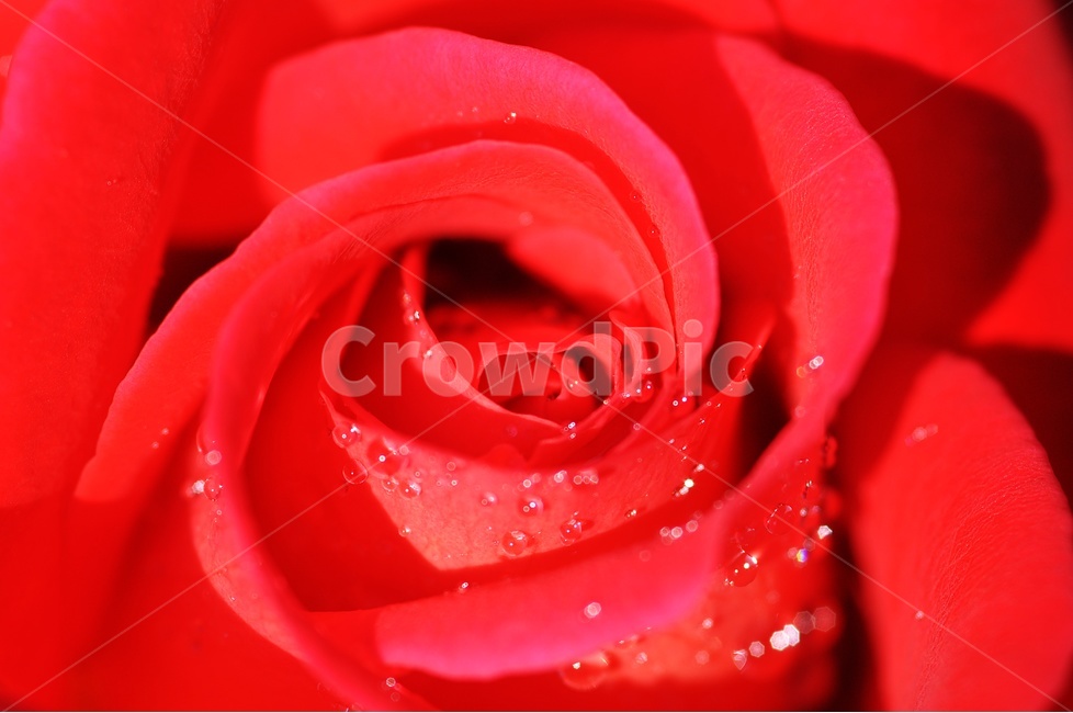 장미,꽃,꽃사진,rose,flower,정열,식물,자연,plants,nature,꽃,flower
