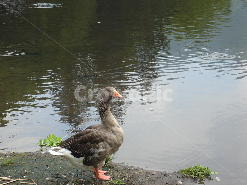 animal,동물,bird,새,waterfowl,물새