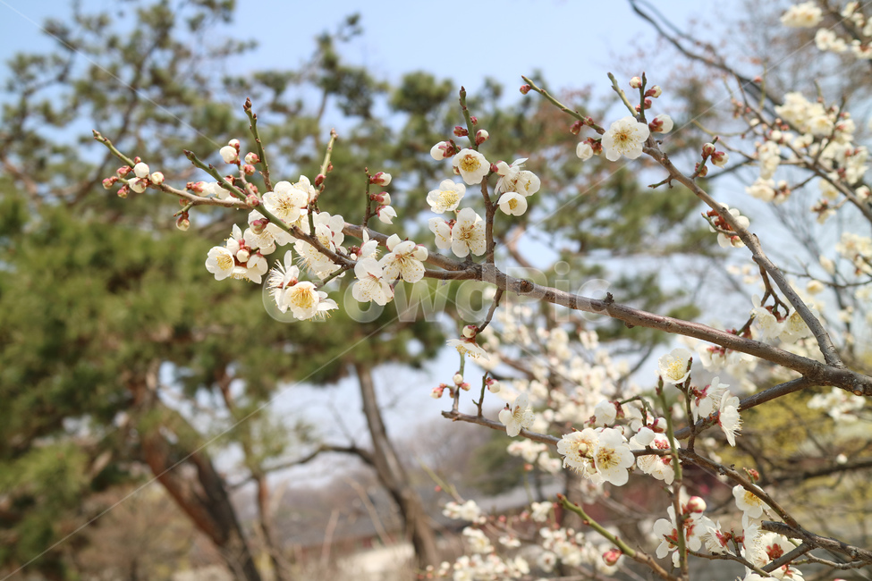 꽃,봄,봄꽃,꽃밭,자연,식물,계절,흰꽃,하얀꽃,만개,매화,매화꽃,야생화,백그라운드,배경,배경이미지,아름다움,나무,나뭇가지,꽃송이,꽃봉오리,클로즈업,봄,계절,spring,season,식물,자연,plants,nature,꽃,flower,plant,blossom