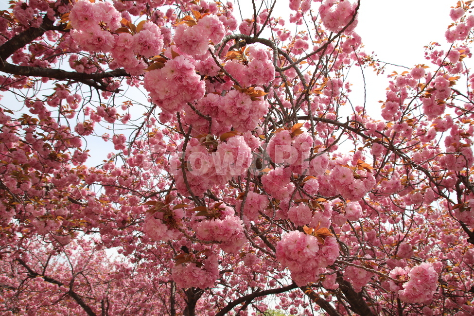 왕벚꽃,겹벚꽃,벚꽃,꽃,자연,봄,계절,spring,season,식물,자연,plants,nature,꽃,flower,plant,blossom,cherry blossom