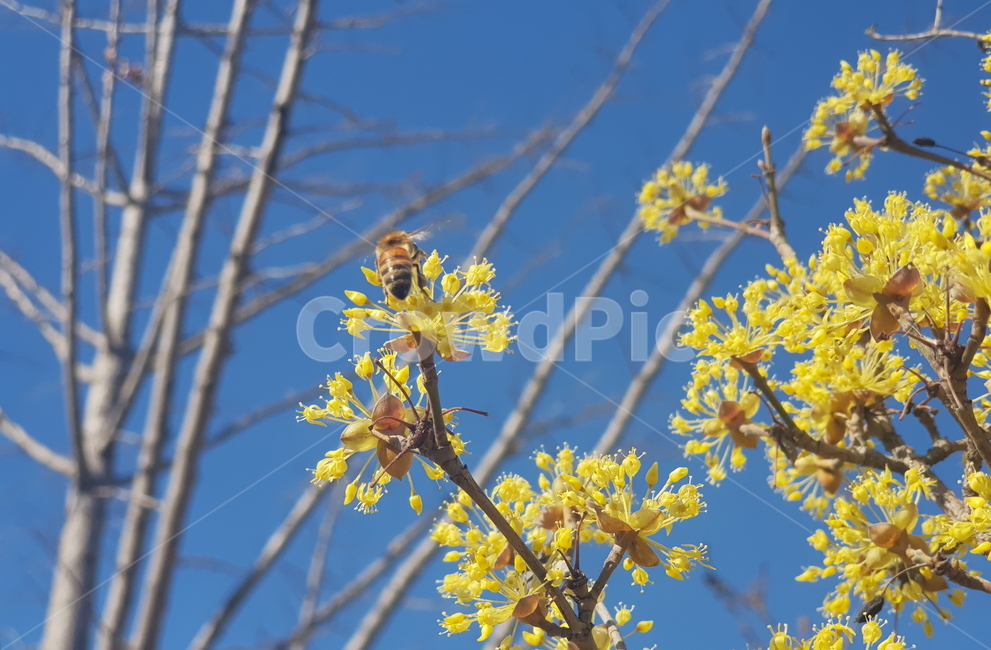 plant,식물,벌,bee,flower,꽃,insect,yellow