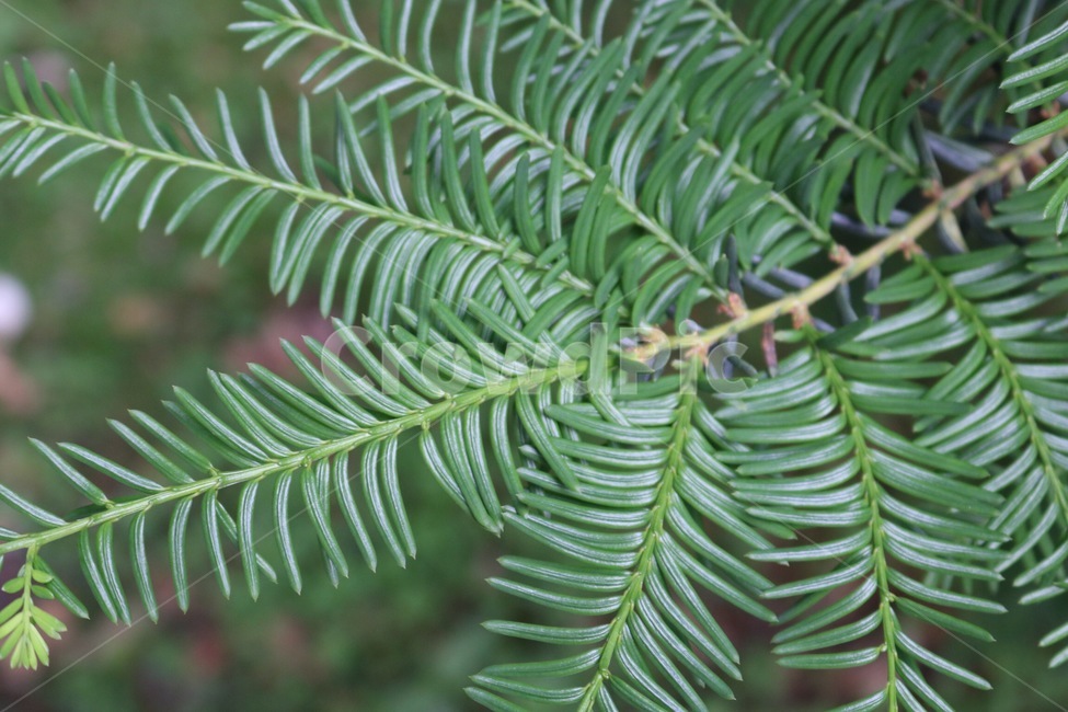 나무,침엽수,초록,자연,tree,conifer,green,nature,ki,shinyoushu,midori,식물,자연,plants,nature