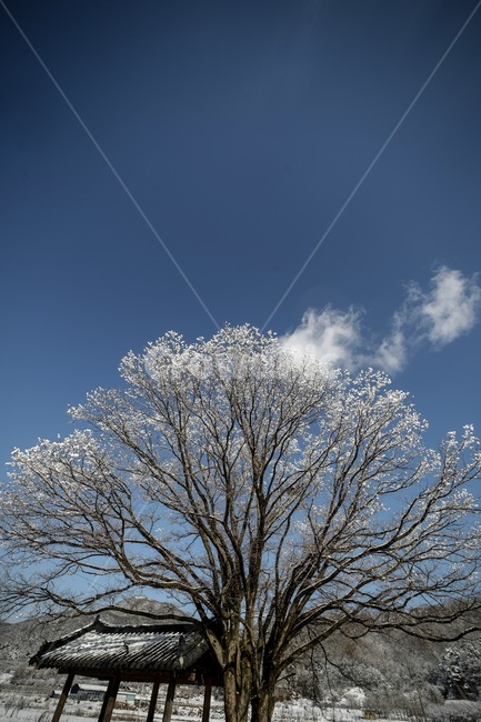 겨울,설경,풍경,나무,하늘,winter,tree,snow,겨울,계절,winter,season,자연,풍경,nature,landscape,plant,식물
