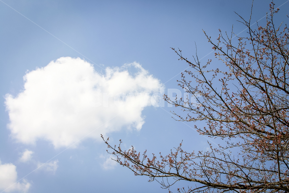 봄,하늘,구름,흰구름,개화직전,나무,봄,계절,spring,season,자연,풍경,nature,landscape