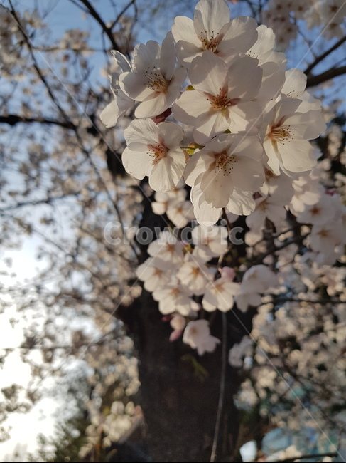 cherryblossom,벚꽃,꽃,flower,plant,봄,식물,자연,plants,nature,꽃,flower