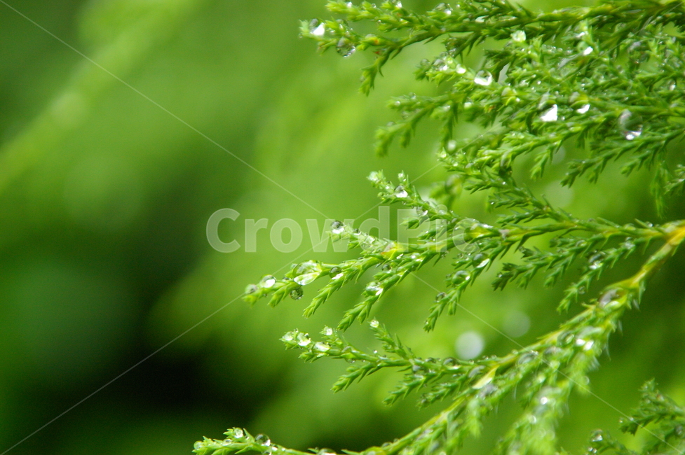 흐린날,비,rain,rainy,나뭇잎,빗방물,물방울,식물,plant,감성사진,식물,자연,plants,nature