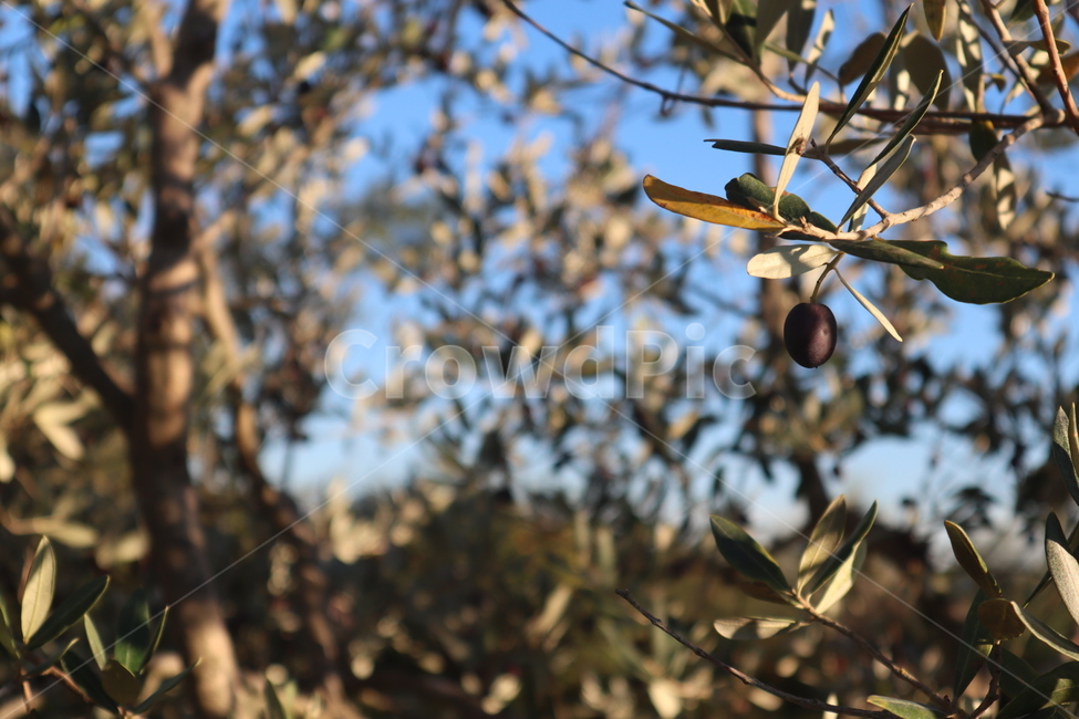 올리브나무,올리브열매,올리브오일,나무,식물,이탈리아올리브,열매,식물,자연,plants,nature
