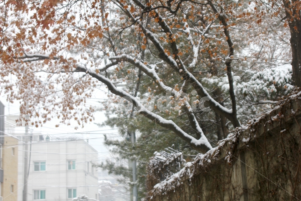 snow,winter,daily,wood,눈,겨울,담,나무,동네,일상,감성,겨울,계절,winter,season,식물,자연,plants,nature,나무,trees,wood