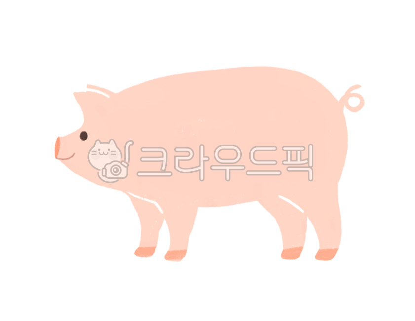 animal,귀여운,동물,포유류,pig,돼지,돼지고기,일러스트,mammal