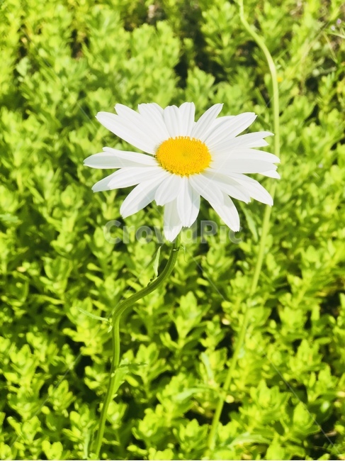plant,식물,flower,꽃,daisies,blossom,daisy,데이지,민들레,들꽃,야생화,꽃한송이,한송이,노란꽃,하얀꽃,초록풀,풀